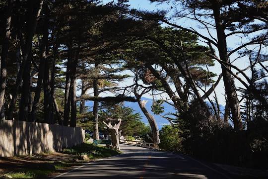 a tree shaded road forms part of the 17-mile drive– just one of the can't-miss fall activities.