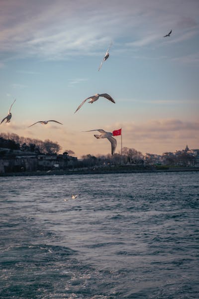 Monterey Bay Festival of Birds