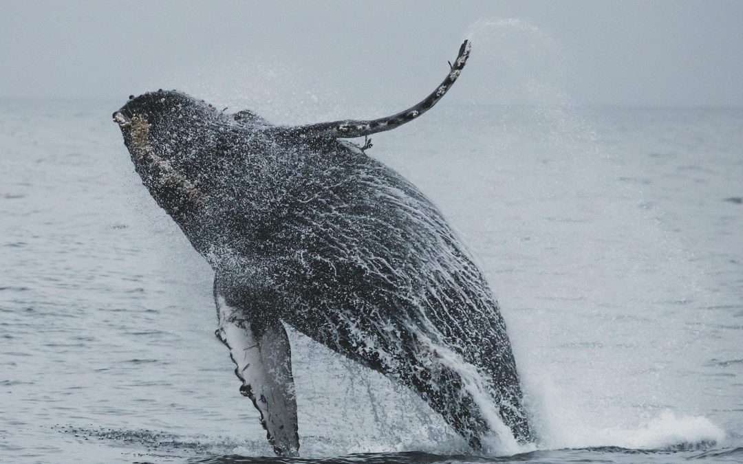 Now’s the Time to Reserve your Room for Whale Fest!