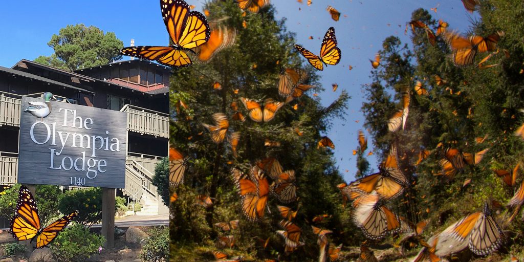 Discover November Magic in Pacific Grove: The Sanctuary Awaits